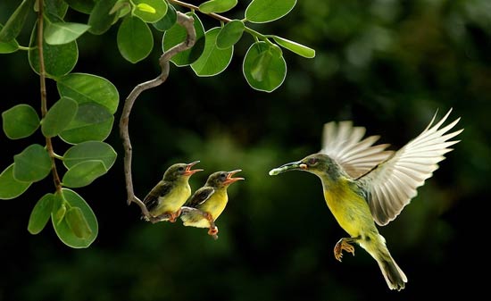 Google Hummingbird Update
